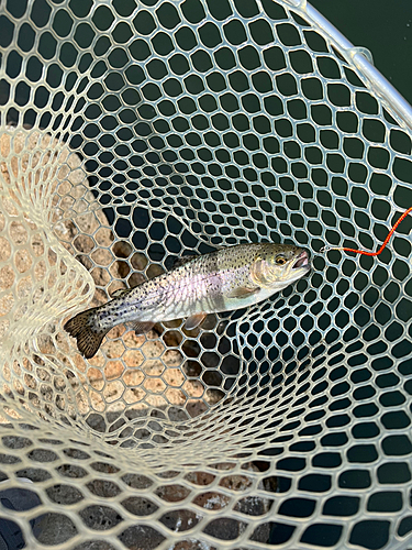 ニジマスの釣果