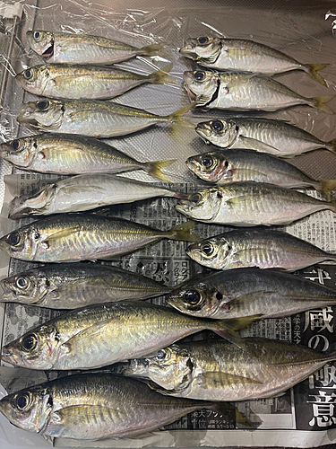 マアジの釣果