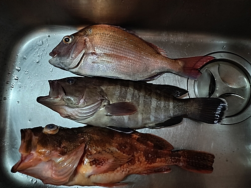 タイの釣果