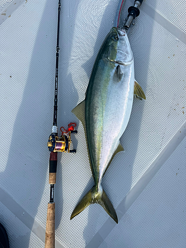 ワラサの釣果