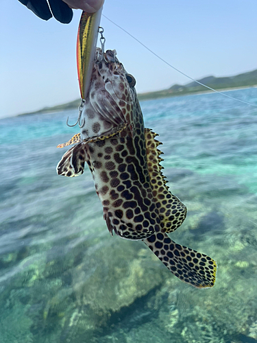 イシミーバイの釣果