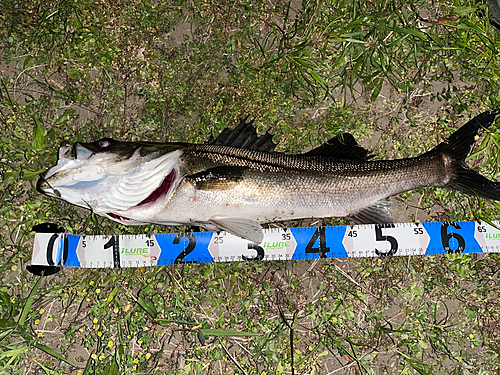 シーバスの釣果