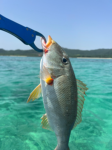 ムネアカクチビの釣果