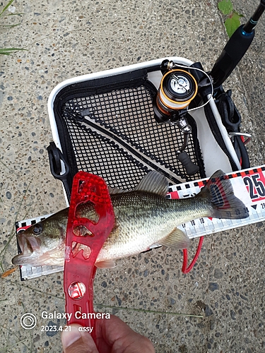 ラージマウスバスの釣果