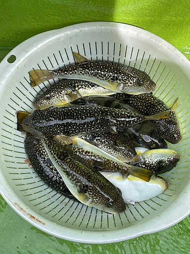 ショウサイフグの釣果