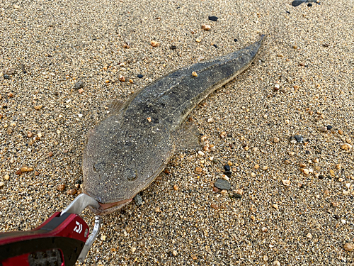 マゴチの釣果