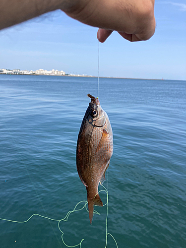 ウミタナゴの釣果