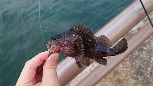 ムラソイの釣果