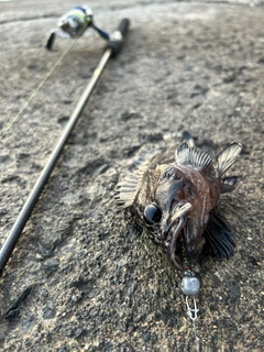 タケノコメバルの釣果