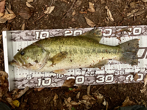 ラージマウスバスの釣果