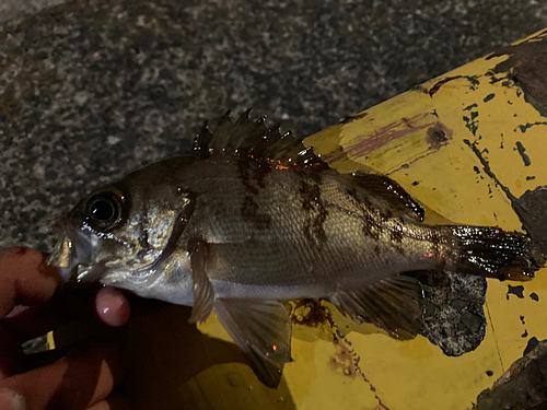 メバルの釣果