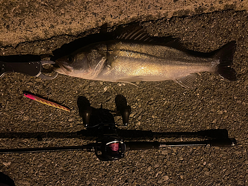 シーバスの釣果