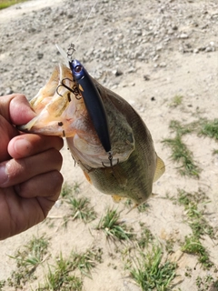 ラージマウスバスの釣果