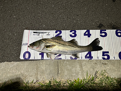 シーバスの釣果