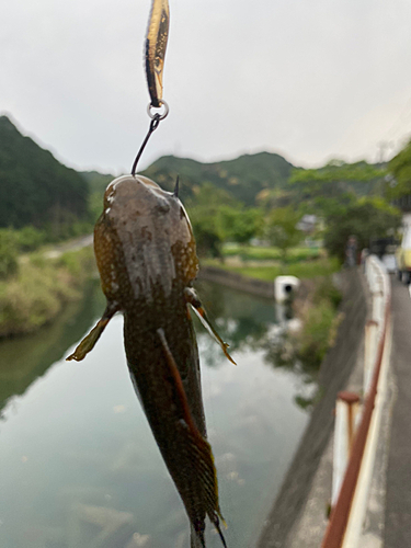 ヌマチチブの釣果