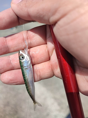 サバの釣果