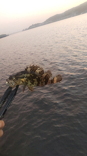 タケノコメバルの釣果