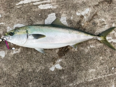 メジロの釣果