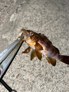 アカメバルの釣果