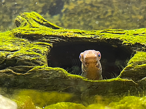 ニジギンポの釣果