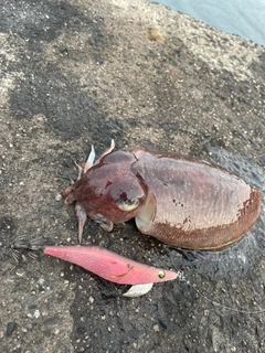 コウイカの釣果