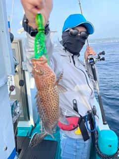 オオモンハタの釣果