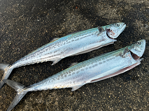 サゴシの釣果