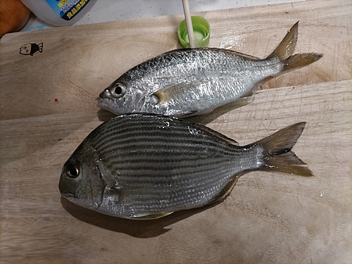 ヘダイの釣果