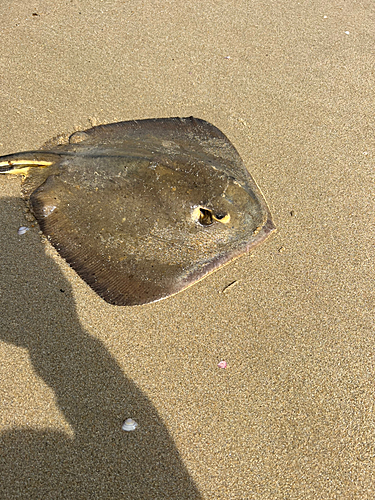 エイの釣果