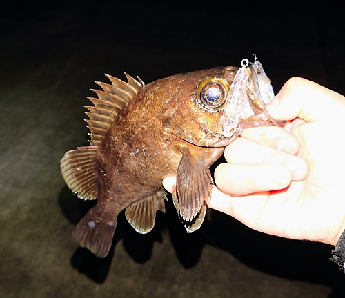 メバルの釣果