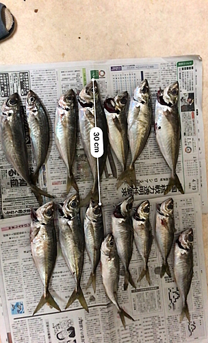 アジの釣果