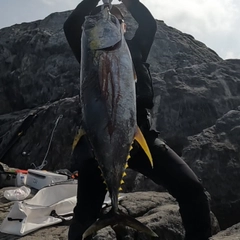 キハダマグロの釣果