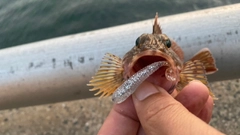 アラカブの釣果