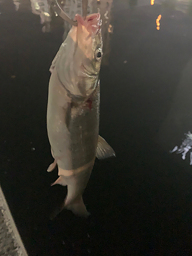 ウグイの釣果