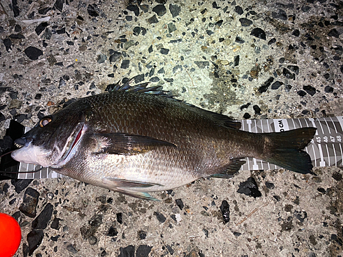 チヌの釣果