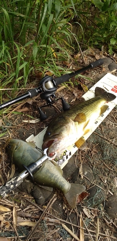 ブラックバスの釣果