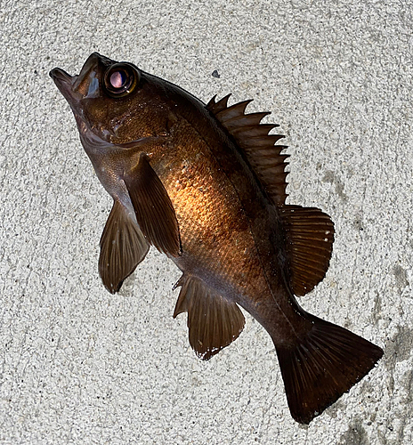 メバルの釣果