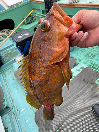 アコウの釣果