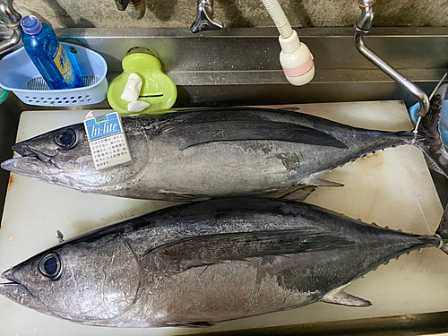 ビンチョウマグロの釣果