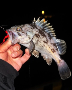 クロソイの釣果