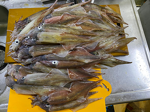 ヤリイカの釣果