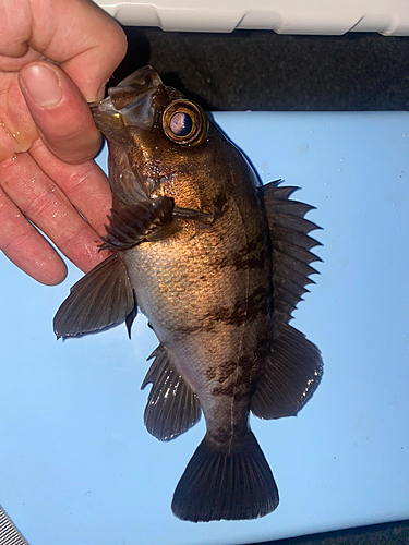 メバルの釣果