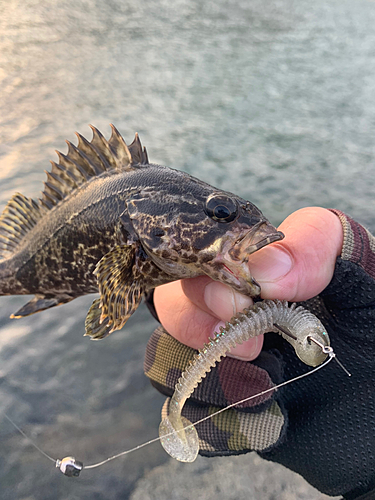 タケノコメバルの釣果