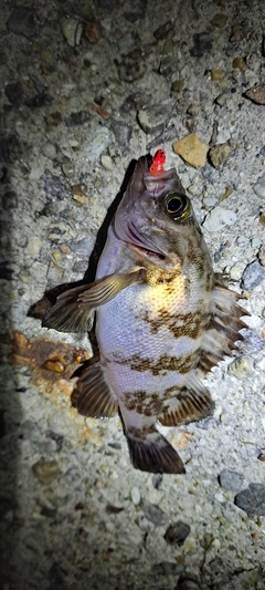 メバルの釣果