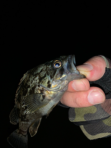 クロソイの釣果