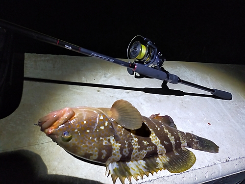 アコウの釣果