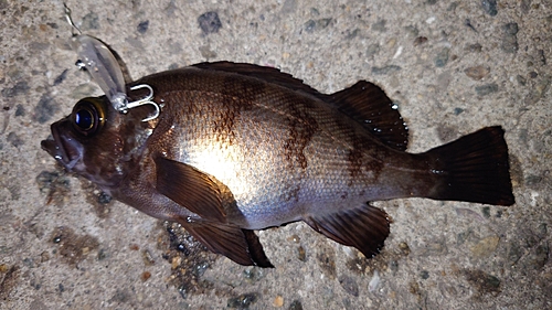 メバルの釣果