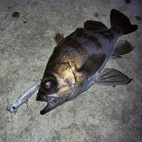 メバルの釣果