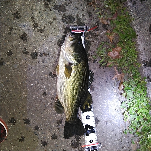 ブラックバスの釣果