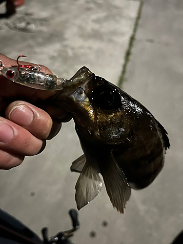 メバルの釣果